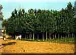 Silver fir forest