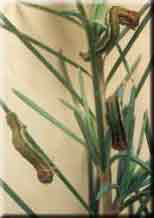 Silver fir forest