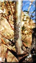 Silver fir forest