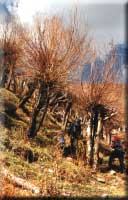 Silver fir forest
