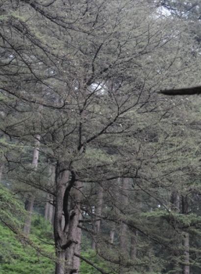 Silver fir forest