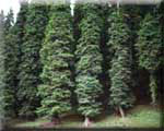 Silver fir forest